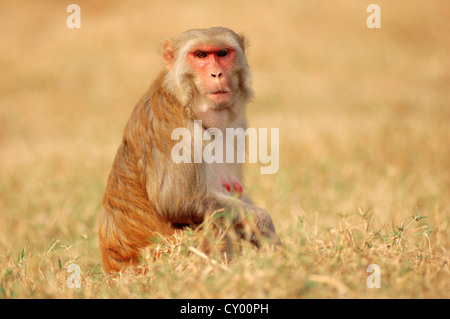 Singe rhésus ou le macaque, (Macaca mulatta), femme, parc national de Keoladeo Ghana, Rajasthan, Inde, Asie Banque D'Images