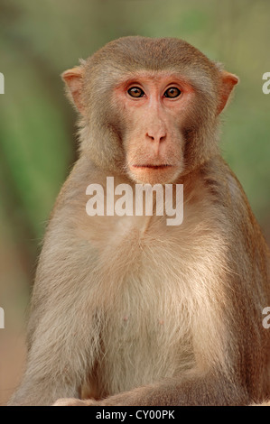 Singe rhésus ou le macaque, (Macaca mulatta), homme, parc national de Keoladeo Ghana, Rajasthan, Inde, Asie Banque D'Images