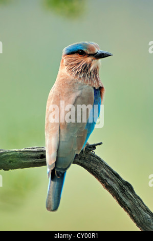 Rouleau d'Indiens ou le Geai bleu (Coracias benghalensis), Parc national de Keoladeo Ghana, Rajasthan, Inde, Asie Banque D'Images