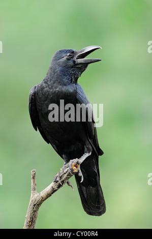 Jungle Crow à gros bec, ou Thick-billed Crow (Corvus macrorhynchos), Parc national de Keoladeo Ghana, Rajasthan, Inde, Asie Banque D'Images