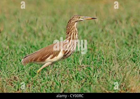 Paddybird ou Heron Indian Pond (Ardeola grayii), Parc national de Keoladeo Ghana, Rajasthan, Inde, Asie Banque D'Images