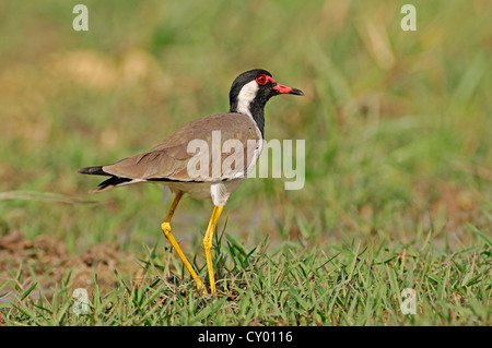 Red-réorganisation sociable (Vanellus indicus), Parc national de Keoladeo Ghana, Rajasthan, Inde, Asie Banque D'Images