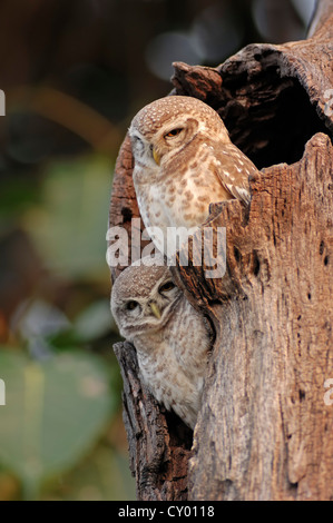 Repéré Owlets (Athene brama), paire, parc national de Keoladeo Ghana, Rajasthan, Inde, Asie Banque D'Images