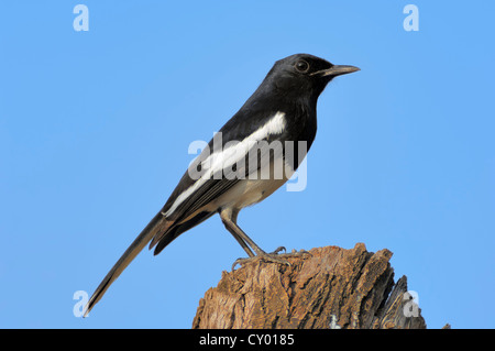 Pie chanteuse Oriental (Copsychus saularis), homme, parc national de Keoladeo Ghana, Rajasthan, Inde, Asie Banque D'Images