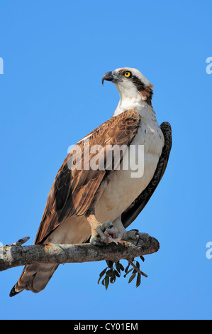 Balbuzard pêcheur (Pandion haliaetus), avec des poissons dans ses serres sur la perche, Parc National des Everglades, Florida, USA Banque D'Images