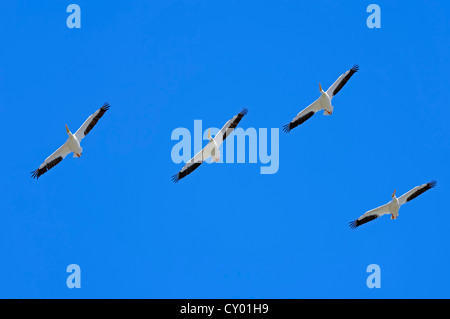 Pélicans blancs (Pelecanus erythrorhynchos) en vol, Sanibel Island, Floride, USA Banque D'Images