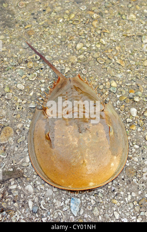 Casque de fer à cheval ou de l'Atlantique le crabe (Limulus polyphemus), Sanibel Island, Floride, USA Banque D'Images