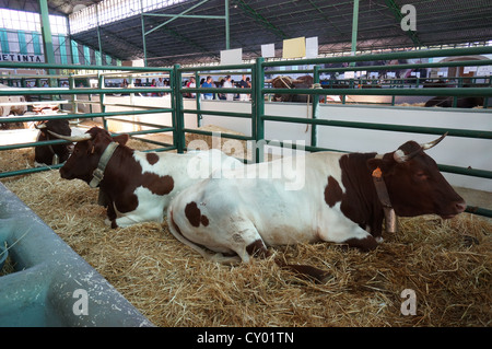 La Zafra (Feria Internacional de bovins Ganadera) juste à l'International Livestock juste à Zafra, Badajoz, Espagne Banque D'Images