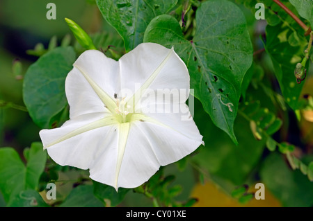 Moonflower Blanc Tropical ou morning glory (Ipomoea alba), Sanibel Island, Floride, USA Banque D'Images