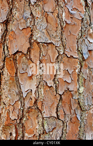 Le sud de la Floride (Pinus eliotti var. densa), détail de l'écorce, le Parc National des Everglades, Florida, USA Banque D'Images