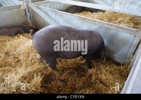 Dans l'amour de cochons (Feria Internacional Ganadera) juste à l'International Livestock juste à Zafra, Badajoz, Espagne Banque D'Images