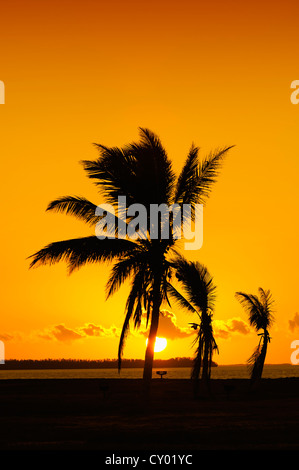 Le cocotier (Cocos nucifera) au lever du soleil, le Parc National des Everglades, Florida, USA Banque D'Images