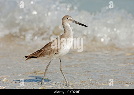 Willet (Tringa semipalmata, Catoptrophorus semipalmatus) en plumage d'hiver, Sanibel Island, Floride, USA Banque D'Images