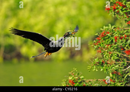 Anhinga ou American vert (Anhinga anhinga), homme en vol avec le matériel du nid, Florida, USA Banque D'Images