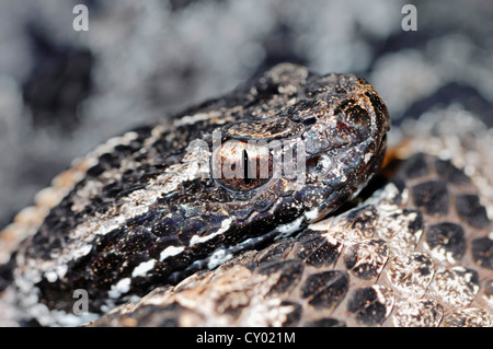 L'additionneur européen commun (Vipera berus), Rhénanie du Nord-Westphalie Banque D'Images