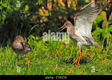 Chevalier arlequin (Tringa totanus), une cour pour couple, Texel, aux Pays-Bas, en Europe Banque D'Images