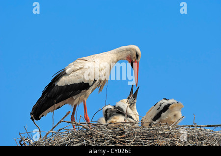 Cigogne Blanche (Ciconia ciconia) nourrissant ses oisillons dans le nid, Rhénanie du Nord-Westphalie Banque D'Images