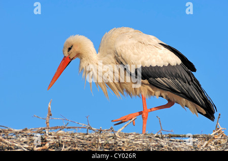 Cigogne Blanche (Ciconia ciconia) dans le nid, Rhénanie du Nord-Westphalie Banque D'Images