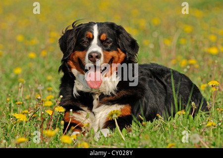 Bernois (Canis lupus familiaris) sur un pré Banque D'Images