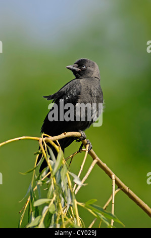 Choucas (Corvus monedula, Coloeus monedula), Rhénanie du Nord-Westphalie Banque D'Images