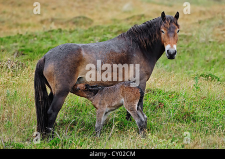 Poneys Exmoor (Equus ferus caballus), mare suckling un poulain, Texel, Pays-Bas, Europe Banque D'Images