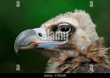 Cinereous vulture (Platycnemis monachus), portrait, captive Banque D'Images