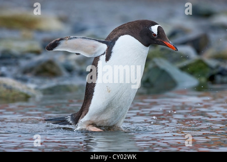 Gentoo pingouin (Pygoscelis papua) adulte seul marcher dans l'eau peu profonde, Waterboat Point, Antarctique Banque D'Images