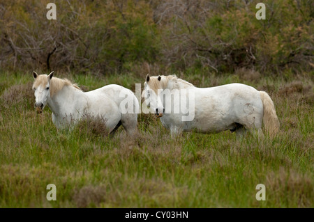 Deux chevaux camargue debout dans l'herbe haute, Camargue, France, Europe Banque D'Images