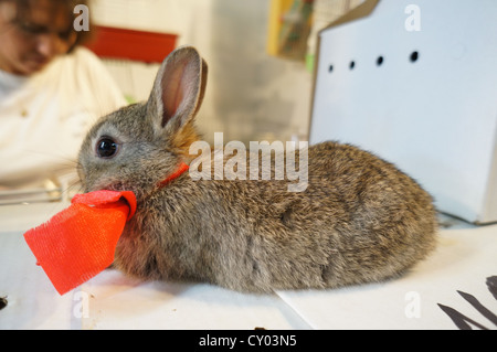 Juste à l'élevage, foire internationale de lapin gris bébé lapin avec noeud papillon rouge à Zafra, Espagne Banque D'Images