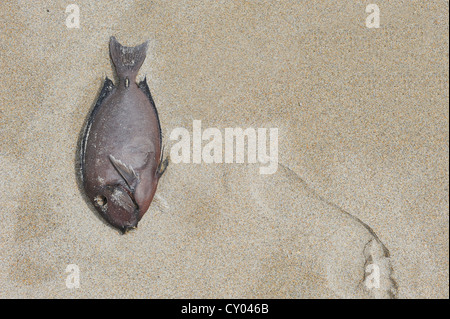Les poissons morts sur la plage, à côté d'une empreinte, West Palm Beach, Florida, USA Banque D'Images