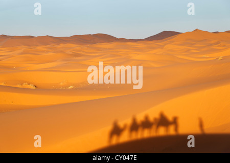 Une caravane jette une ombre sur les dunes, dromadaire chameaux (Camelus dromedarius), à les dunes de sable de l'Erg Chebbi, Erfoud Banque D'Images