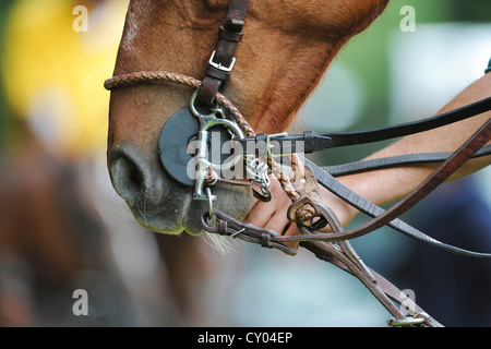 Une main tenant la bride d'un poney de polo Banque D'Images