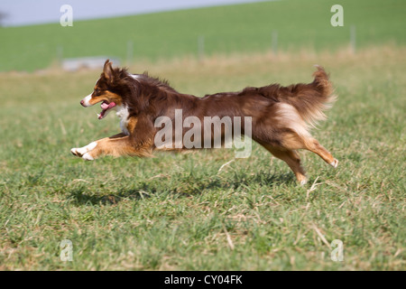 Berger Australien s'exécutant dans un pré Banque D'Images