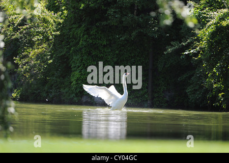 Un bouton mute swan (Cygnus olor) sur un lac, à Ebreichsdorf, Basse Autriche, Autriche, Europe Banque D'Images