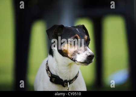 Jack Russell Terrier Banque D'Images