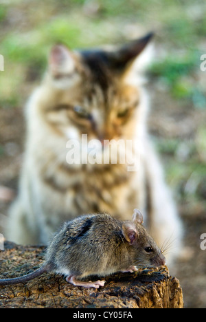 Campagnol des champs (Microtus arvalis) et un chat (Felis silvestris catus) Banque D'Images