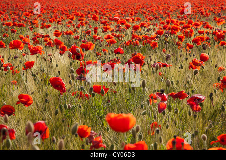 Champ coquelicot rouge (Papaver rhoeas) en fleur, près de Berlin Banque D'Images