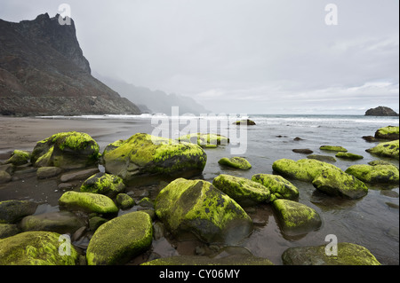 Playa de Benijo Plage, Montagnes d'Anaga, Tenerife, Canaries, Espagne, Europe Banque D'Images