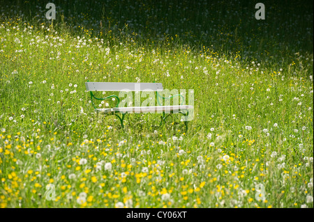 Banc blanc dans un pré de pissenlits, le Schlosspark jardin, Badenweiler, Markgraeflerland région, Forêt Noire Banque D'Images