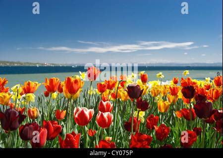 Champ de tulipes, île de Mainau, Bade-Wurtemberg Banque D'Images