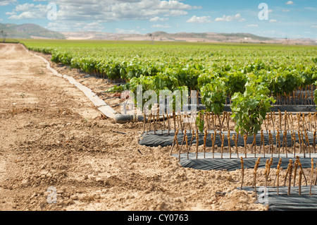 Les jeunes vignes en lignes. Plants de vignes.Greffe de la vigne. Banque D'Images