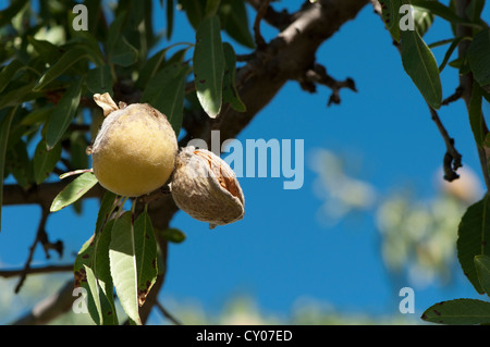 La direction générale sur les amandes. Fond de Ciel bleu Banque D'Images