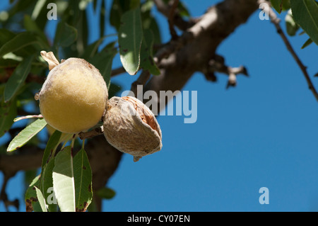 La direction générale sur les amandes. Fond de Ciel bleu Banque D'Images