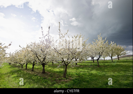 Blossoming cherry trees près de Obereggenden, Markgraeflerland région, Forêt Noire, Bade-Wurtemberg Banque D'Images