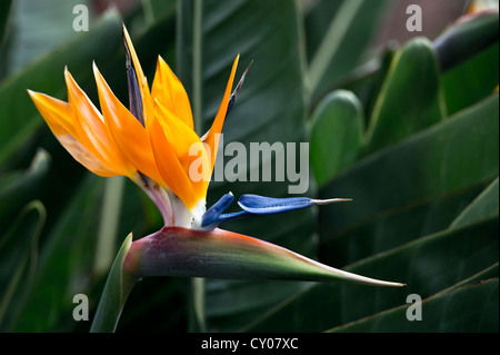 (Strelitzia Strelitzia), jardin botanique, Puerto de la Cruz, Tenerife, Canaries, Espagne, Europe Banque D'Images