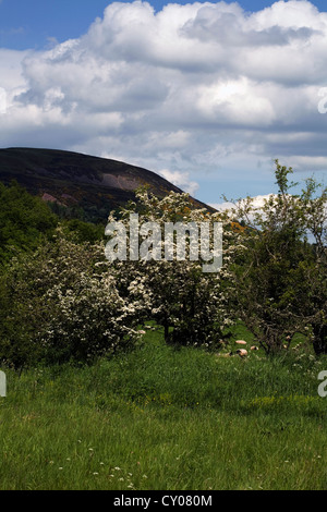 Aubépine en fleur dans une couverture au pied de l'Eildon Hills près de Melrose Ecosse Scottish Borders Banque D'Images