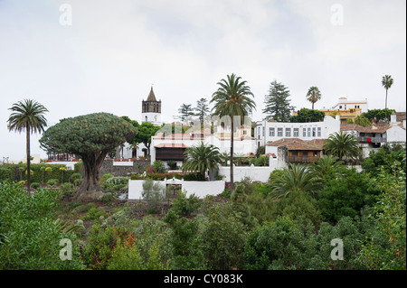 Drago Milenario, avec 600 ans le plus ancien dragonnier (Dracaena draco), Ico de los Vinos, Tenerife, Îles Canaries Banque D'Images