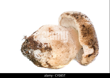 Boletus edulis ou champignons porcini in front of white background Banque D'Images