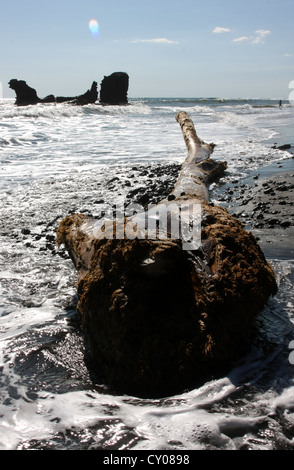 Driftwood et surfez sur El Tunco plage près de La Libertad. El Salvador Banque D'Images