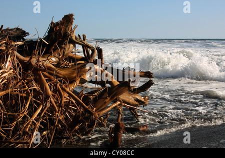 Driftwood et surfez sur El Tunco plage près de La Libertad. El Salvador Banque D'Images